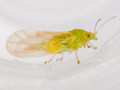 Cacopsylla ambigua